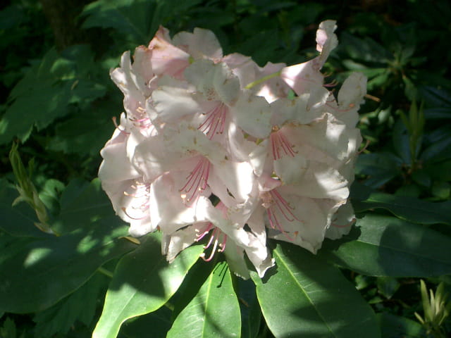 " Les Jardins de Claude MONET " Rhododendron blanc