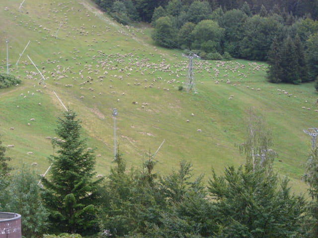 Les moutons
