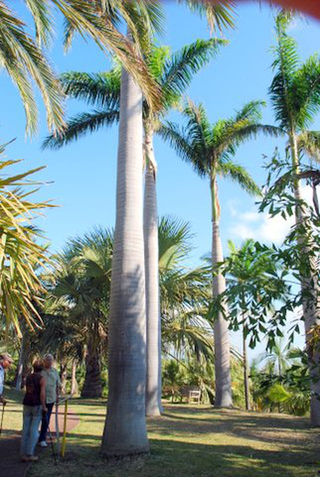 les palmiers du conservatoire national botanique de Mascarin