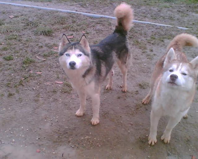 Les parents de Bruce, huskies sibériens