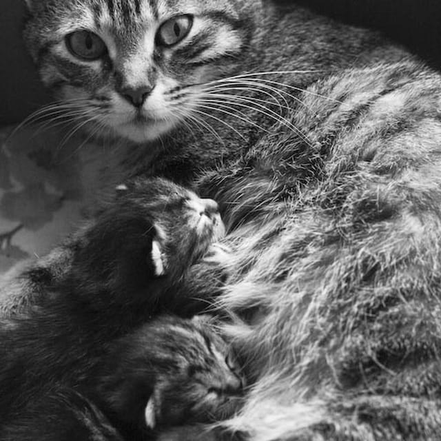 Les petits