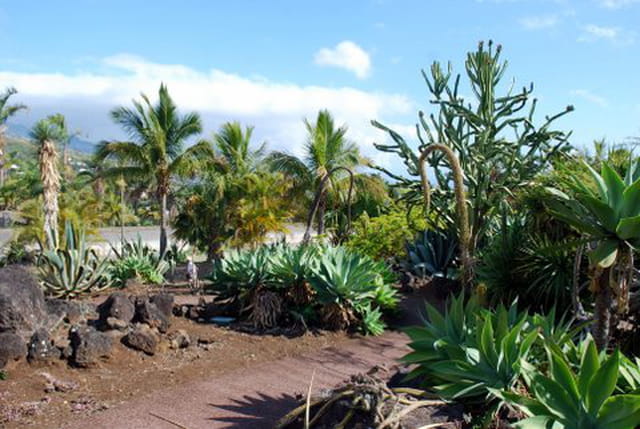 les plantes grasses du Conservatoire Botanique de Saint Leu
