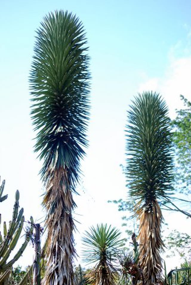 les plantes grasses du Conservatoire National Botanique de Mascarin