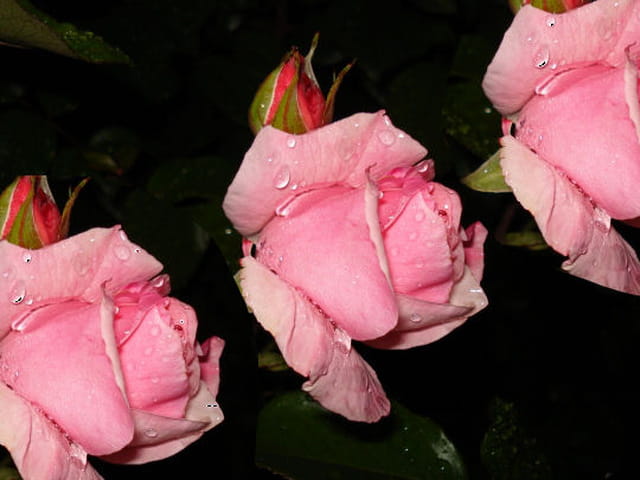 Les trois roses