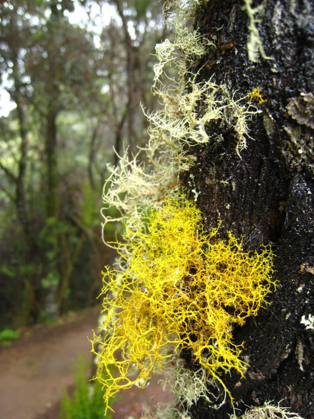 Lichen