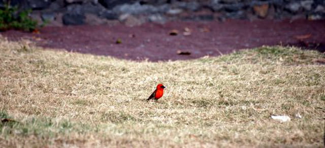 lle cardinal, oiseau rouge de La Réunion