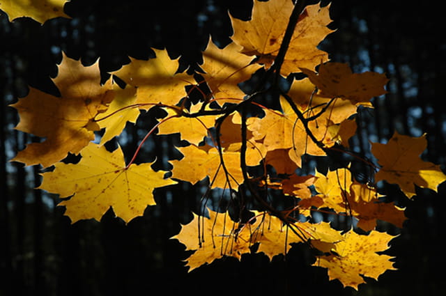 Lumière d'automne