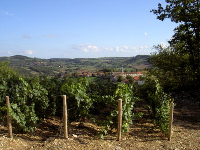 Lumière sur les vignes