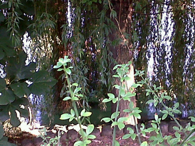 Lumière Verte