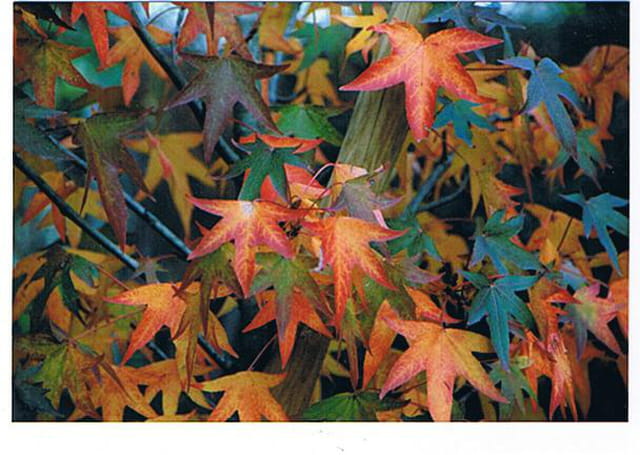 Lumières d'automne