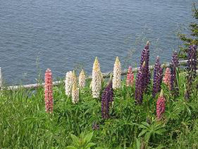 Lupins du bord de mer
