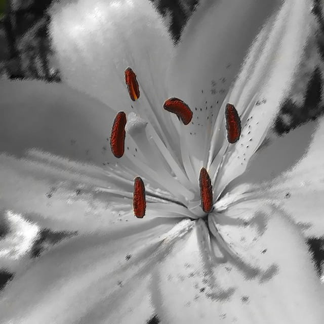 Lys blanc