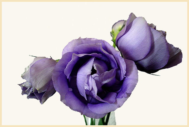 Lysianthus bleus