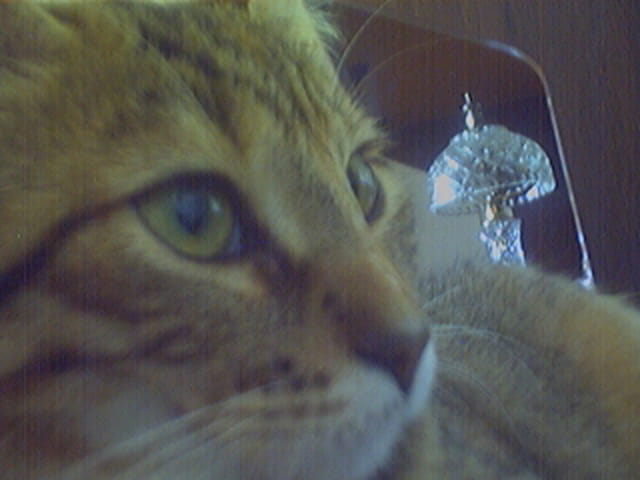 Ma belle Peanut