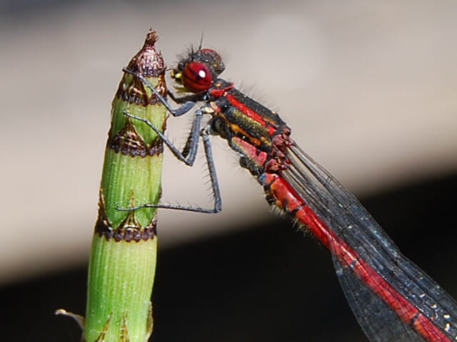 Ma libéllule rouge