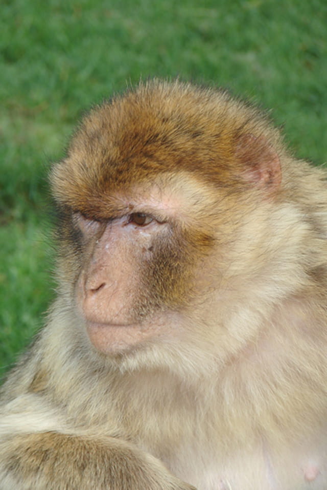 Macaque