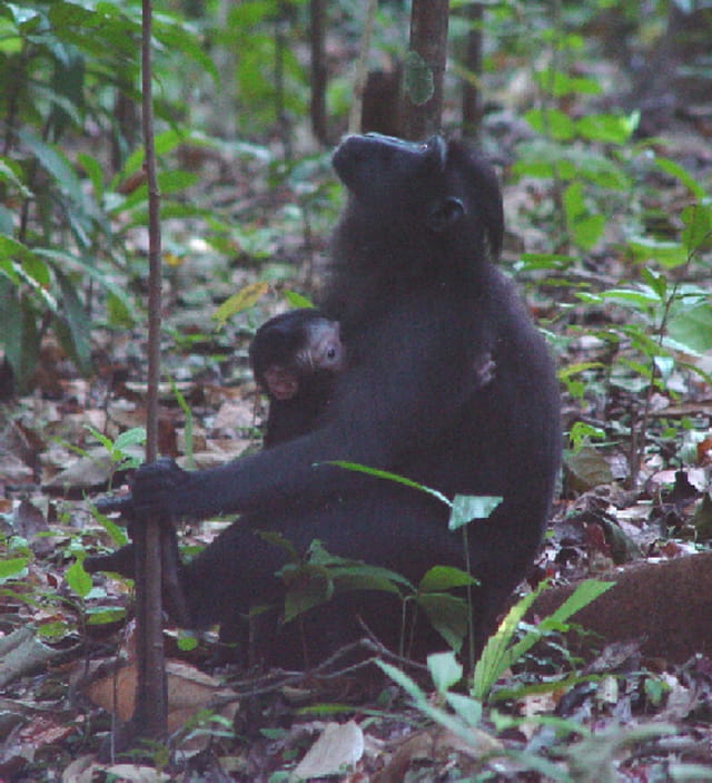 Macaque noir femelle et son bébé