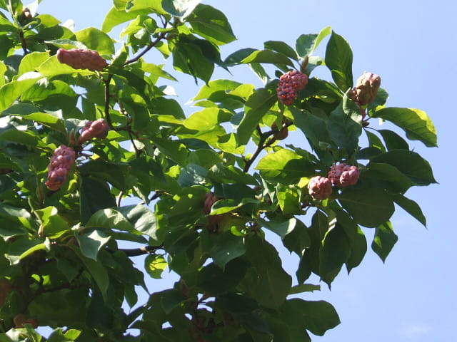 Magnolia tripetala