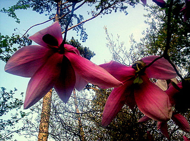 Magnolias