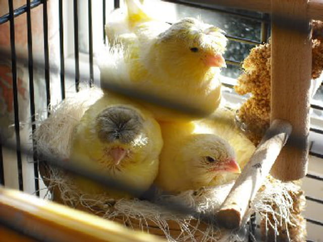 Maman serine et ses petits