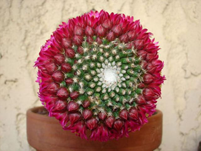 Mammillaria juin 06
