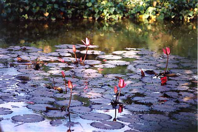 Mare aux lotus