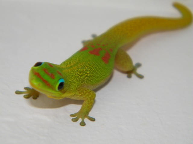 Margouillat
