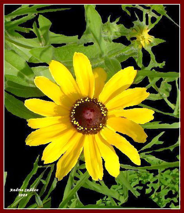 "Marguerite Jaune".