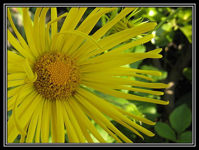 Marguerite jaune