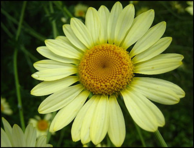Marguerite jaune