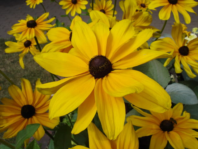 Marguerite soleil