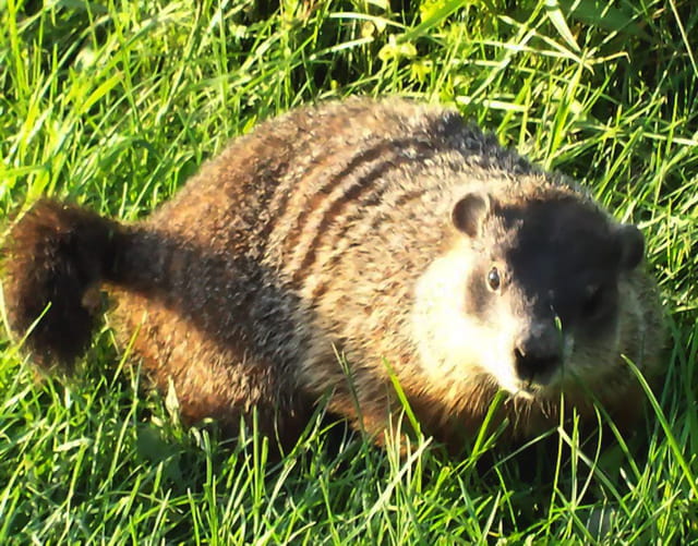Marmotte