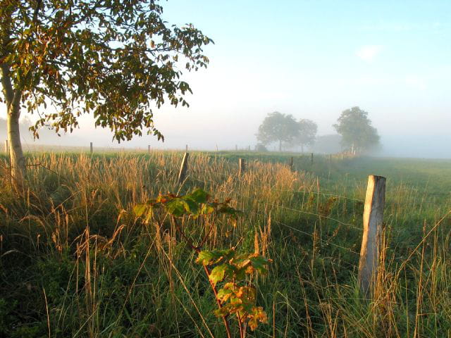 Matin d'automne