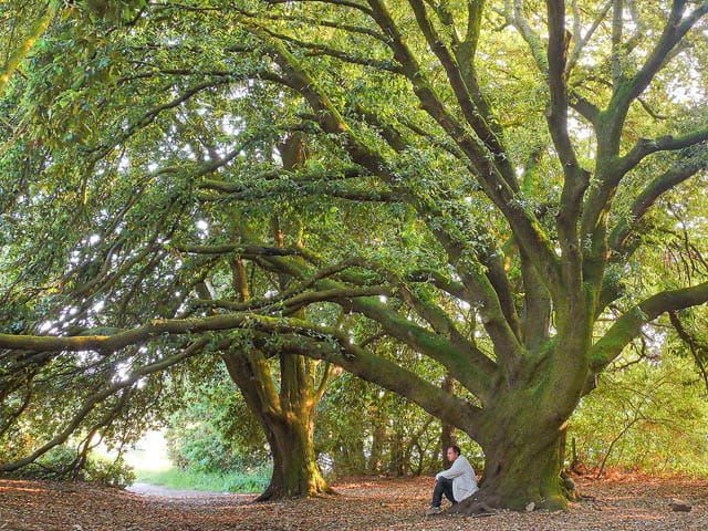 Méditation au pied d'un arbre
