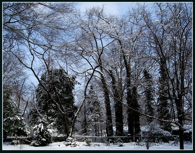 "Merveille de l'hiver".