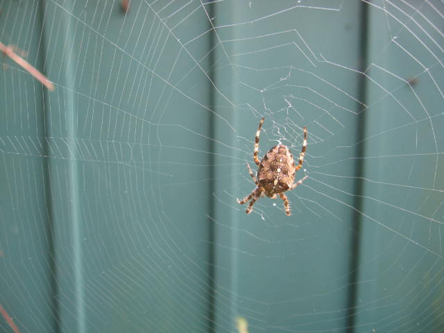 Merveille de la nature