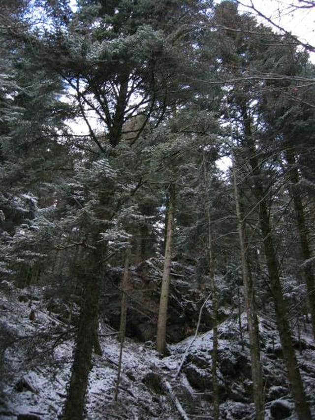 Mes beaux sapins