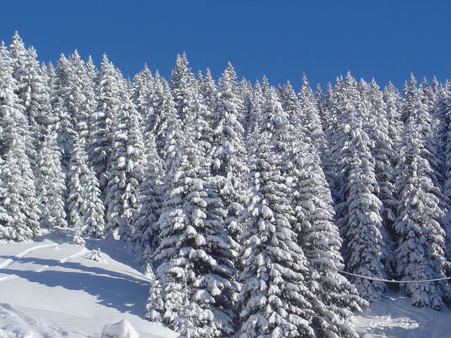 Mes beaux sapins rois des forets