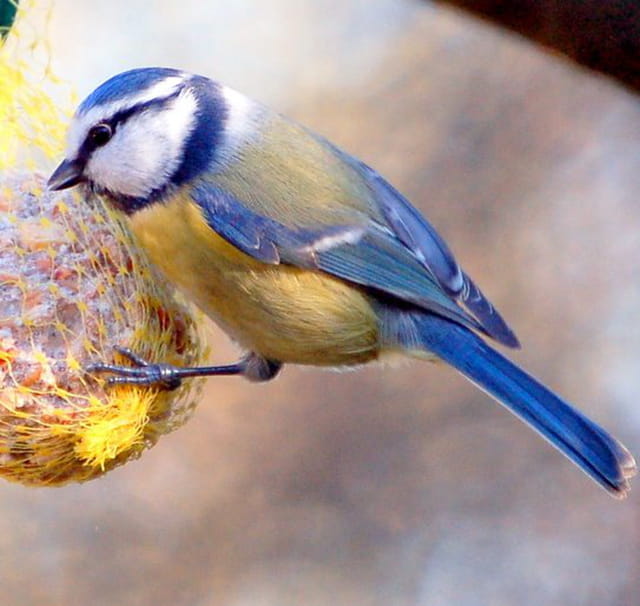 Mésange bleue