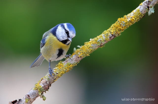 mésange bleue