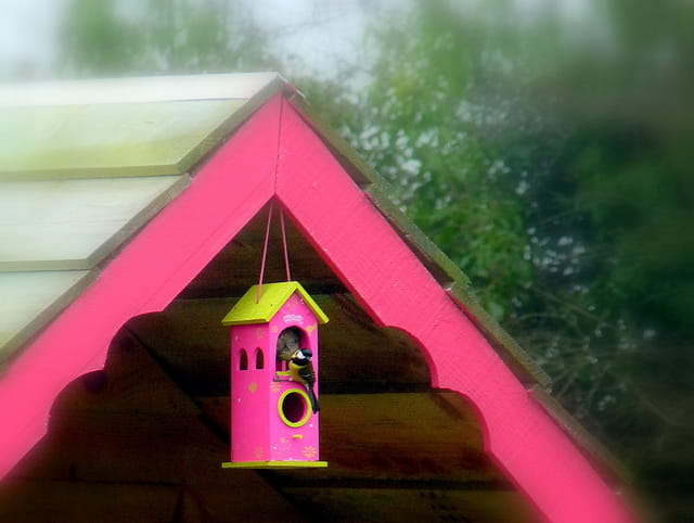 Mésange et maisonnette