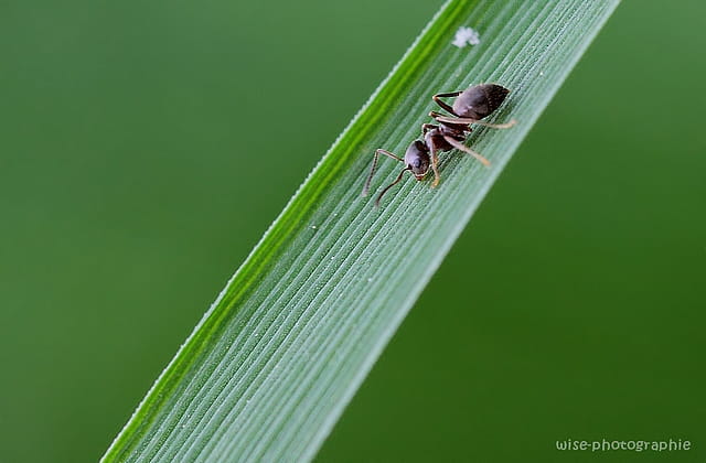 microcosmos !!!