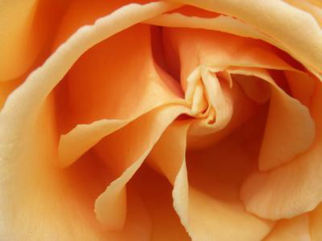 Mignonne allons voir si la rose...