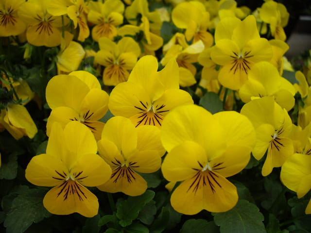 Mille pensées