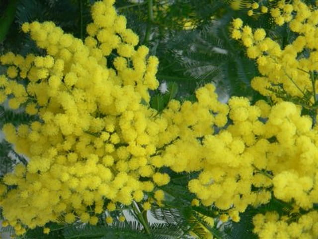 Mimosa breton en février