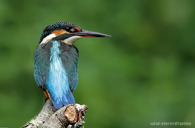 miss martin-pêcheur