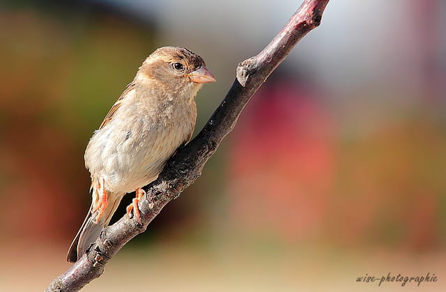 moineau coloré 2 !!!