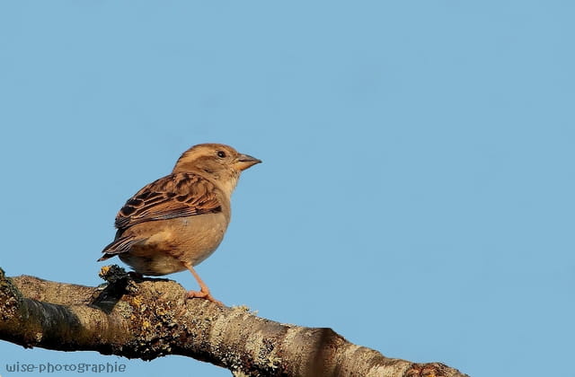 moineau (femelle)
