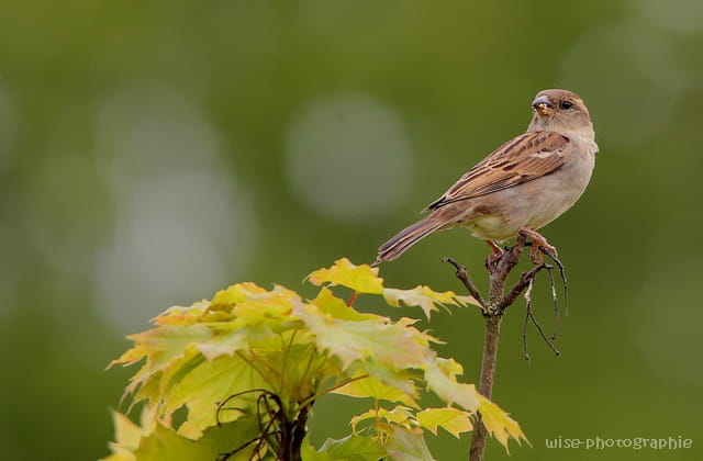 moineau (femelle)