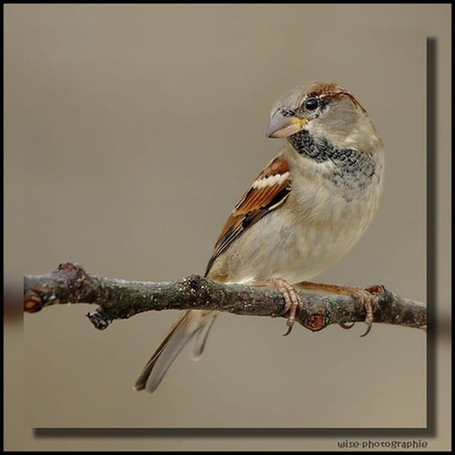 moineau (male)